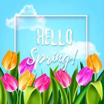 Hello spring tulips flowers background with lettering and white frame. Template Stock Illustration