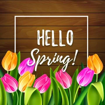 Hello spring tulips flowers background with lettering and white frame. Template Stock Illustration