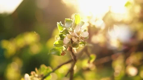 Hello spring. White pink apple blossom flowers in spring time. Flowering apple Stock Footage 263065697
