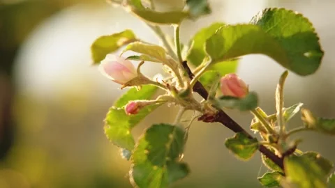 Hello spring. White pink apple blossom flowers in spring time. Flowering apple Stock Footage 328312697