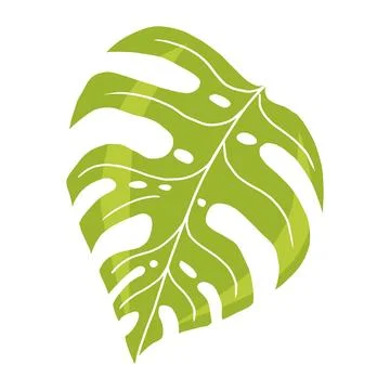 Hello summer, the leaf of Monstera is large and carved. Stock Illustration