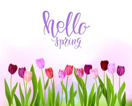 Hello Tulip spring banner Stock Illustration