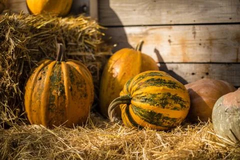 Helloween pumpkin Stock Photos