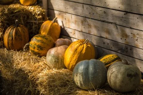 Helloween pumpkin Foto stock