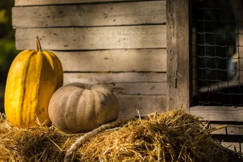 Helloween pumpkin Stock Photos