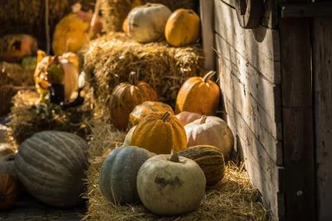 Helloween pumpkin Stock Photos