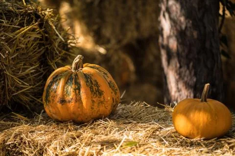 Helloween pumpkin Stock Photos