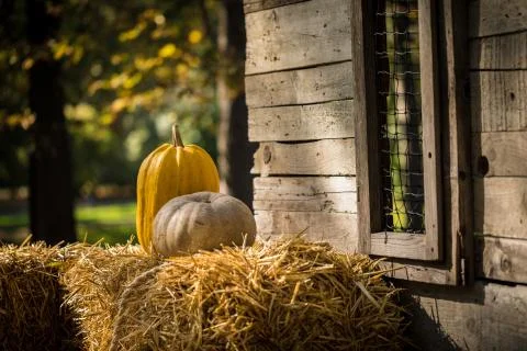 Helloween pumpkin Stock Photos