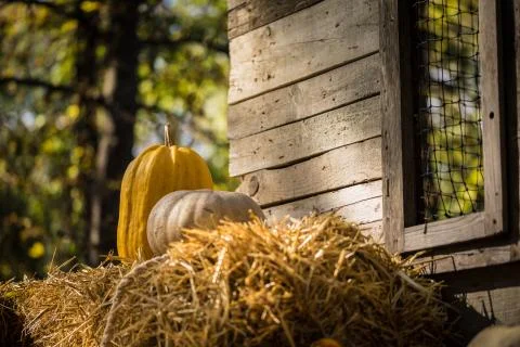 Helloween pumpkin Stock Photos
