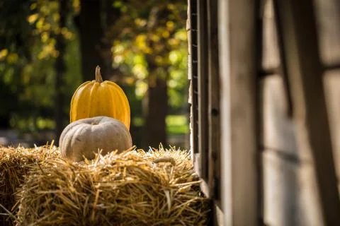 Helloween pumpkin Stock Photos