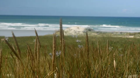 Helm grass, dunes and ocean Vidéo 52941766