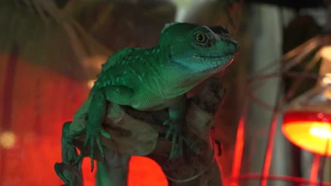 Helmeted basilisk Stock Footage 331885693
