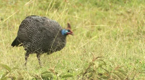 Helmeted Guineafowl 2 Stock-Footage 22321994