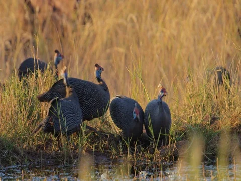 Helmeted Guineafowl spooked while drinking Stock Footage 72272163