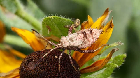 Helmeted Squash bug on plant Stock Footage 278762207