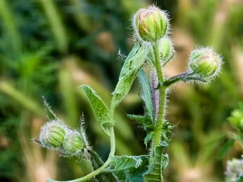 Helminthotheca echioides, Picris echioides, Bristly Oxtongue, Compositae. Wil Stock Photos