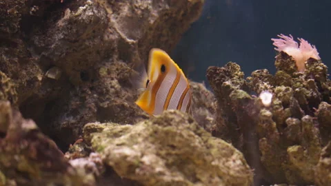 Helmon Fish Butterfly Video stock 130062534
