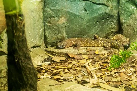 Heloderma  lizards Stock Photos