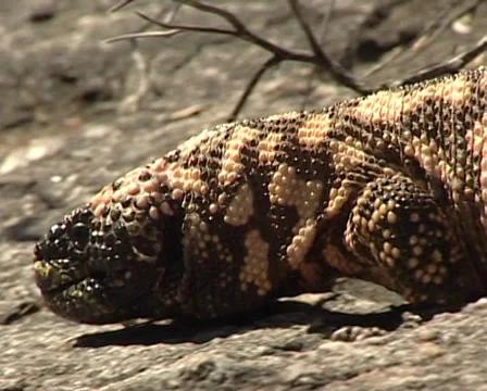 Heloderma suspectum Stock-Footage 36441914