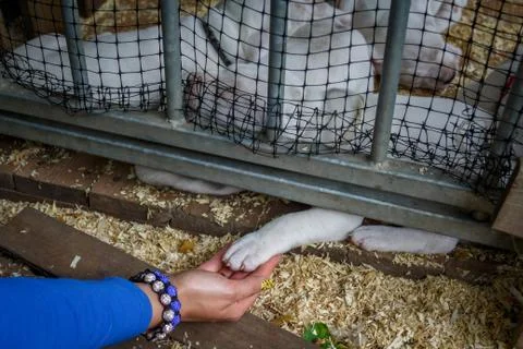 Help for animals Foto stock