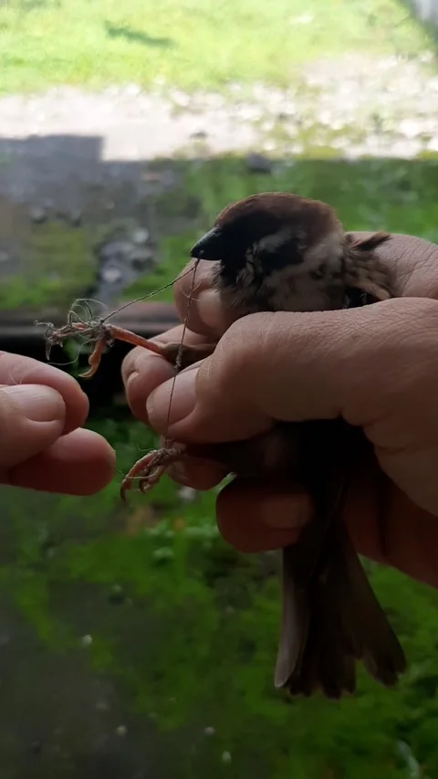 Help the Bird Stock Footage 238740706