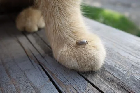 Help clean ticks from cat. Ixodes ricinus. Stock Photos