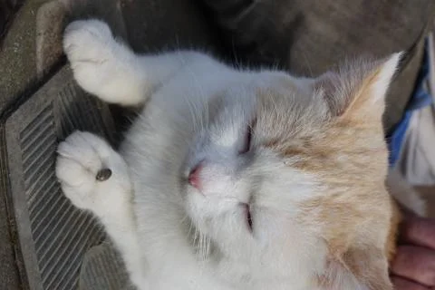 Help clean ticks from cat. Ixodes ricinus. Stock Photos