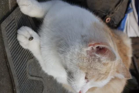 Help clean ticks from cat. Ixodes ricinus. Stock Photos