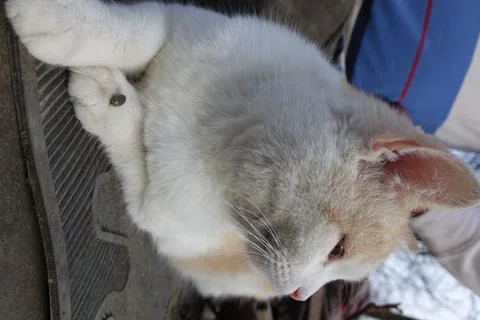 Help clean ticks from cat. Ixodes ricinus. Stock Photos