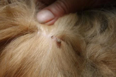 Help clean ticks from dogs Stock Photos