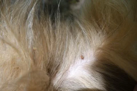 Help clean ticks from dogs Stock Photos