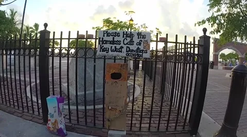 Help feed the homeless cats fund at mallory square, in key west, florida Stock Footage 41869017