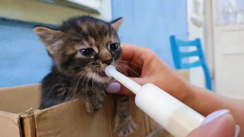 Help a little hungry cat eating. People kindness concept. Stock Footage 111753234