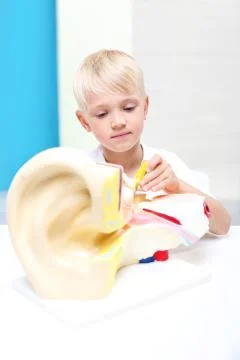 Help scientific model of the human ear. Stock Photos