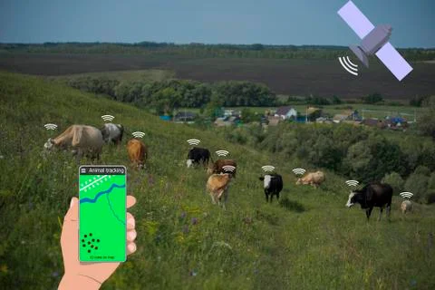 With the help of a smartphone and a sensor on the cow determine the location  Stock Photos