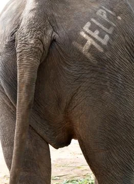 Help text on elephant backside Stock Photos
