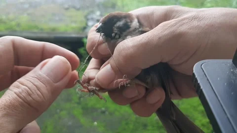 Help for Tiny Bird Video stock 238740603