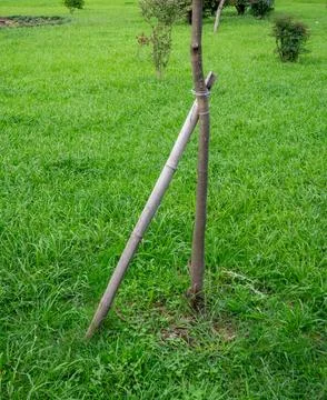 Help for trees. Support for thin wood made from bamboo sticks. Plant care. .. Stock Photos