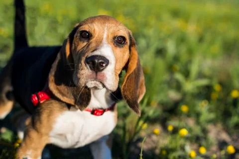 Help you? Stock Photos