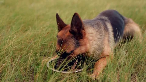 Helping a dog cool off after exercise. Outdoor care, Hydration first, Happy Stock Footage 314289714