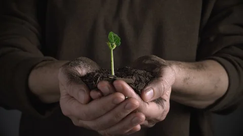 Helping Hands Seed Time Lapse Growing From Nurturing Hands Видео 91401732