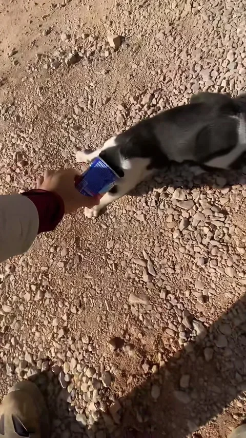 Helping Rescue a Cat With a Can Stuck on It's Head, Turkey - 13 Jan 2026 Vídeos de archivo 326487242