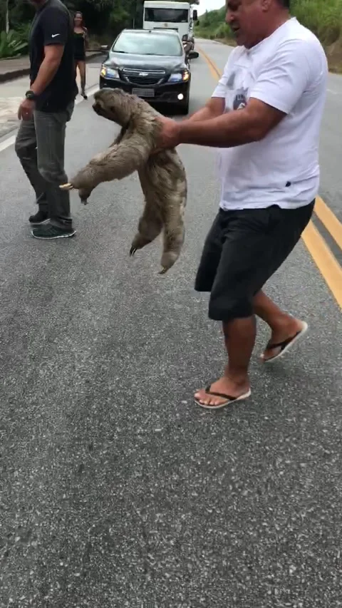 Helping a Sloth Cross the Road, Rio de Janeiro, Brazil - 07 May 2019 Stock Footage 205220410