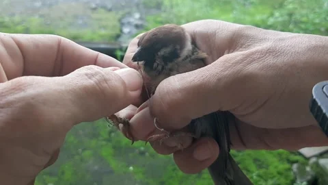Helping Sparrow Stock Footage 238740647