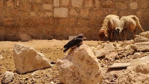 Helpless Barn Swallow Chick Fallen From Nest in Rural Sheep Farm Scene Stock Footage 332767594
