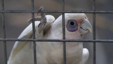 Helpless caged white bird parrot chews fence, goes crazy, animal cruelty Video stock 75347837