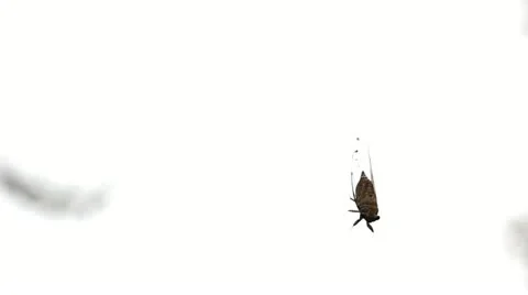 Helpless Cicada Stock Footage 11270346