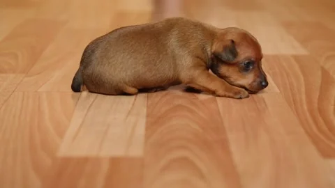 A helpless, cute puppy is learning to walk. A small pet in the house. Stock Footage 186929203