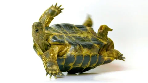Helpless Russian Tortoise Turned Upside Down, Shakes Its Legs in Attempt to Get Stock Footage 74185231