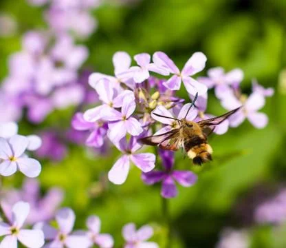Hemaris tityus Stock Photos